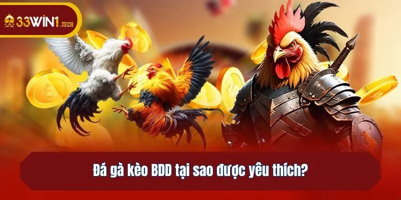 Đá gà kèo BDD tại sao được yêu thích?