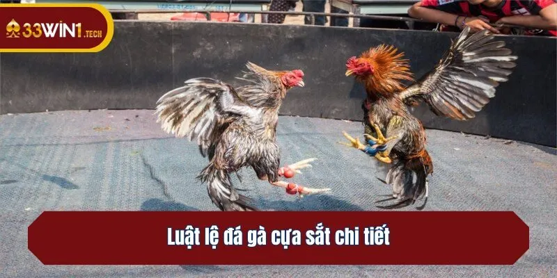 Luật lệ đá gà cựa sắt chi tiết