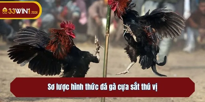 Sơ lược hình thức đá gà cựa sắt thú vị