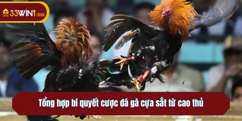 Tổng hợp bí quyết cược đá gà cựa sắt từ cao thủ